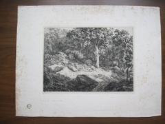 Le dessous du bois à Fontainebleau