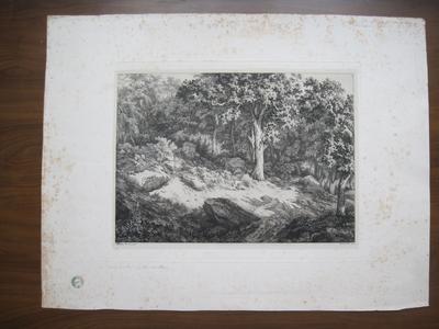 Le dessous du bois à Fontainebleau