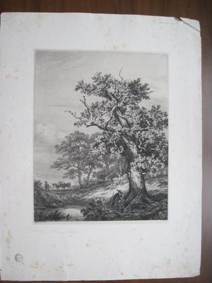 Le vieux chêne de Bellecroix (Fonteau)