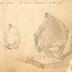 Simple question – La doctrine Darwinenne est-elle juste ?