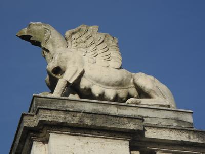Griffon femelle